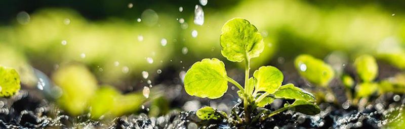 Overwatering As Temperatures Drop