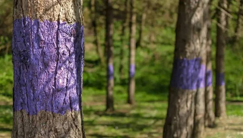 Iowa Law Now Recognizes Purple Paint As Official Warning