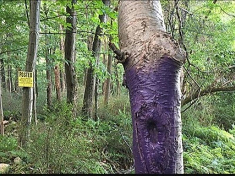 Protects Orchards And Crop Trees