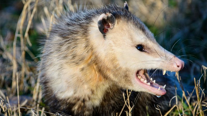 Natural Pest Control Benefits