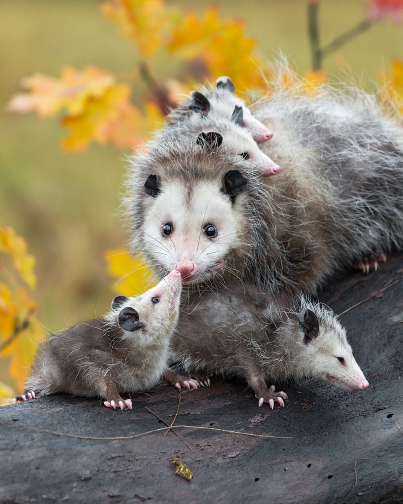Baby Possums Need Special Consideration