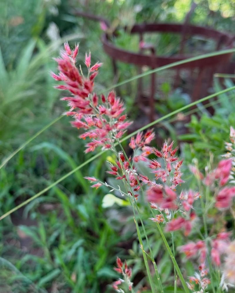 Natal Grass (Melinis repens)