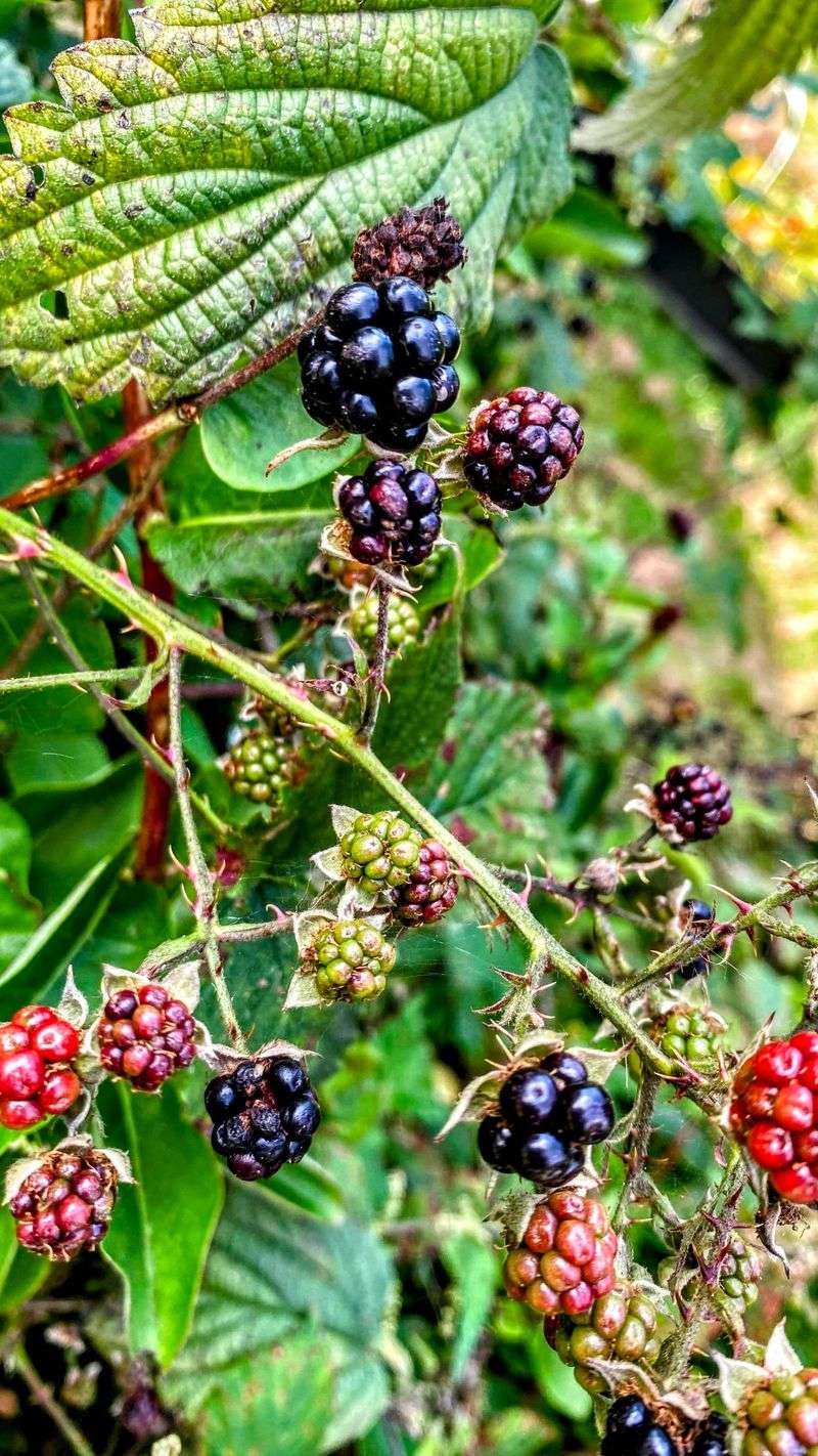 Blackberry