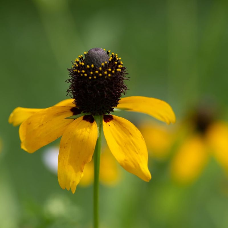 Clasping Coneflower