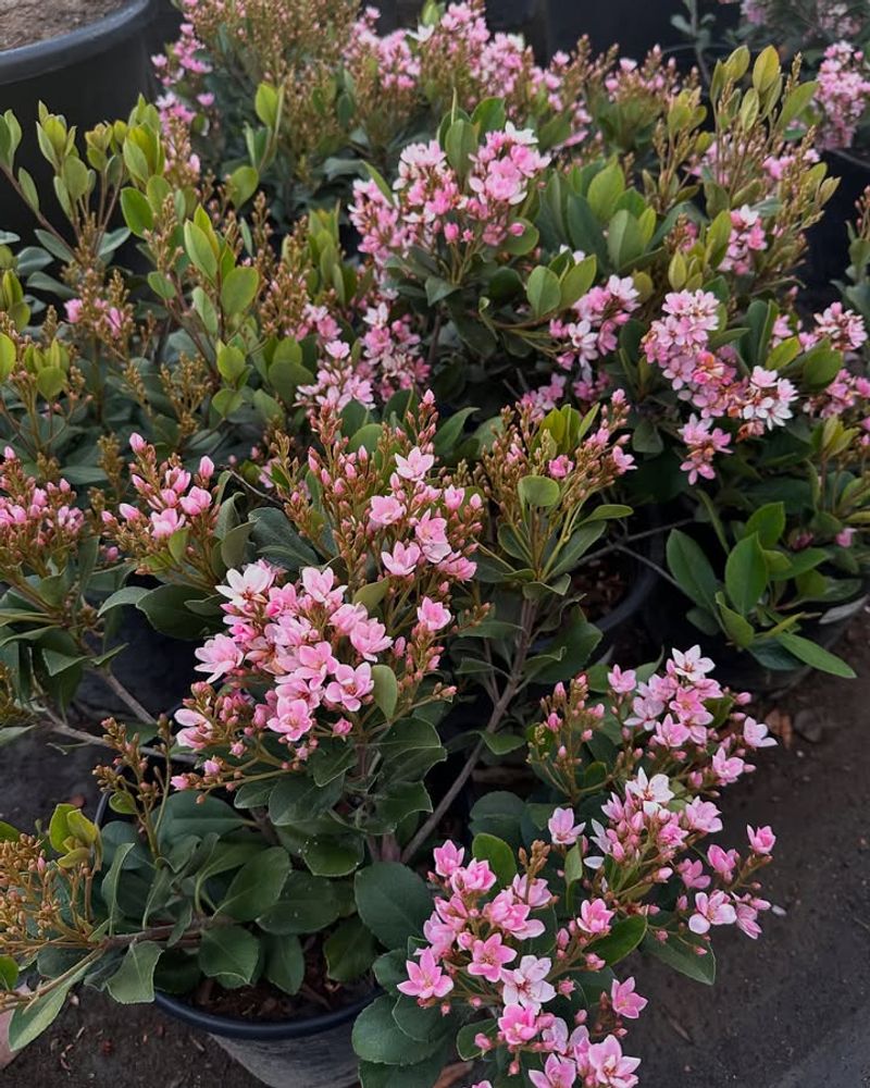 Indian Hawthorn (Rhaphiolepis indica)