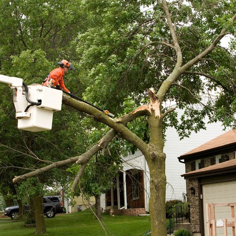 Arborists Have More Availability