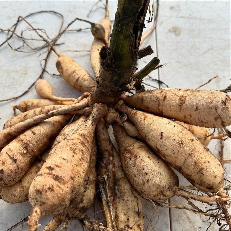 Divide The Clumps Into Individual Tubers