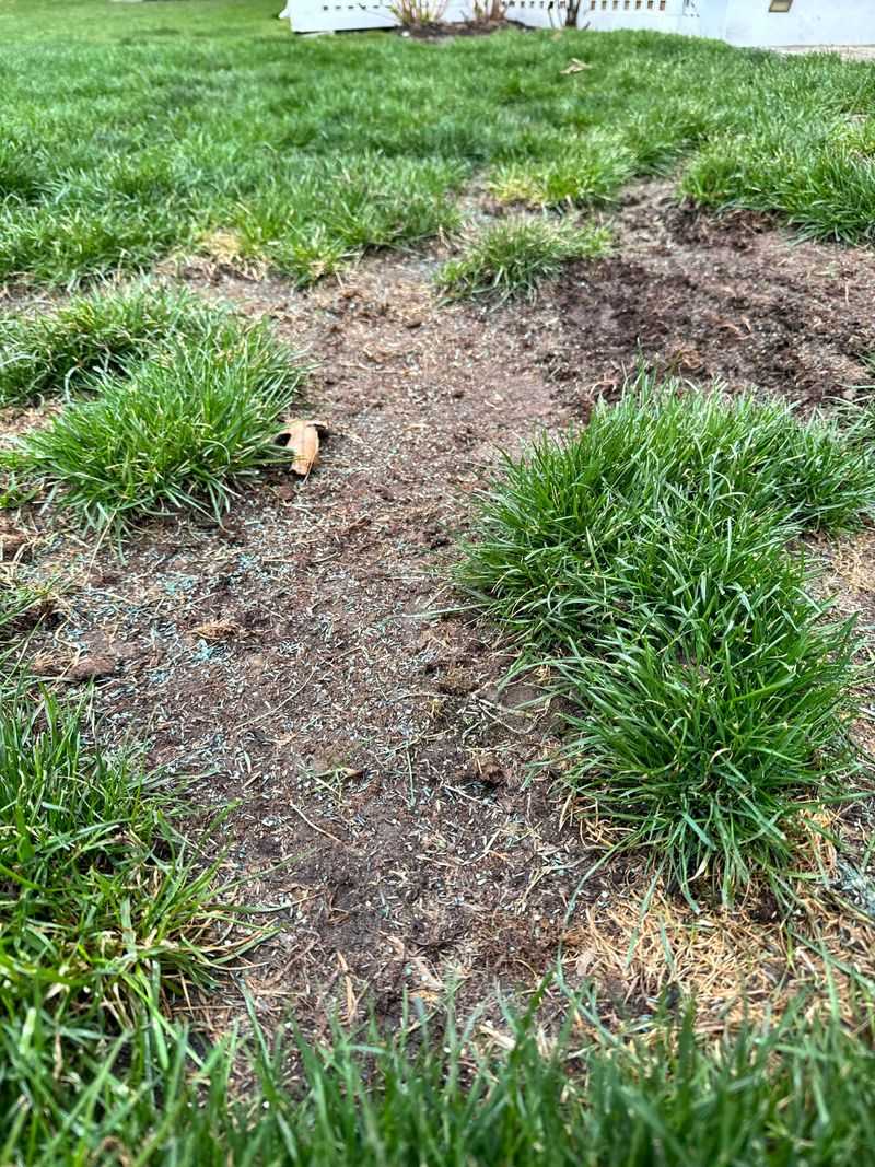 Forgetting to Overseed Bare Spots