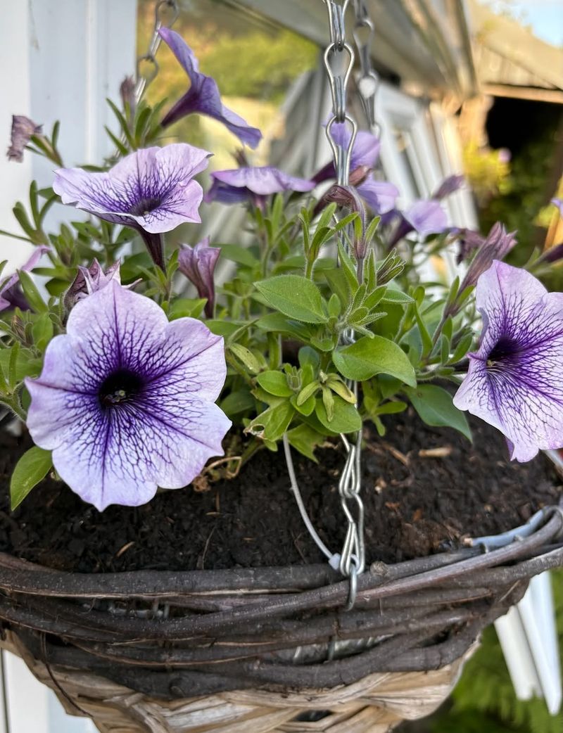 Petunias