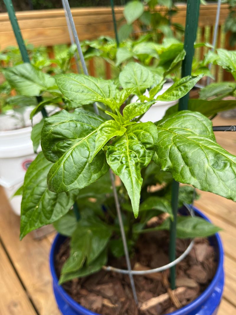 Peppers