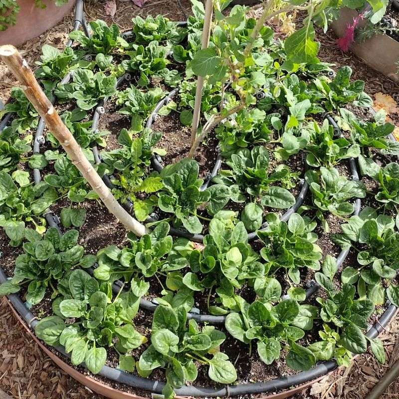 Spinach