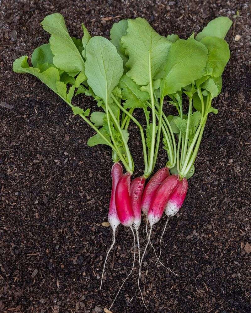 Radishes
