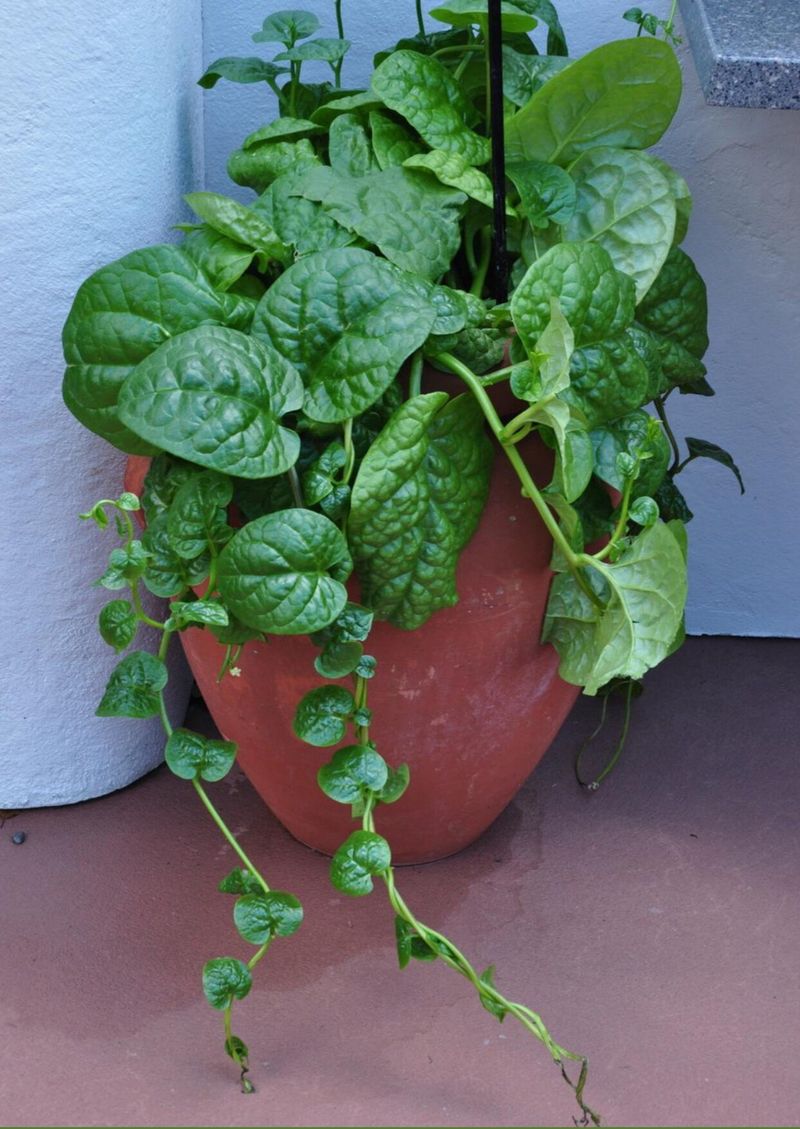Spinach