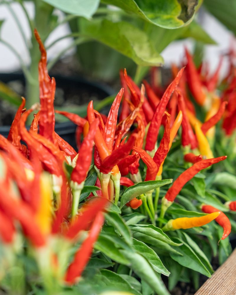 Peppers - Colorful Heat Lovers