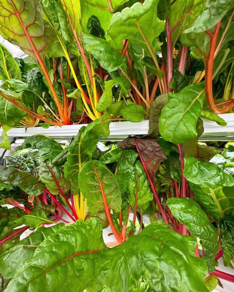 Swiss Chard