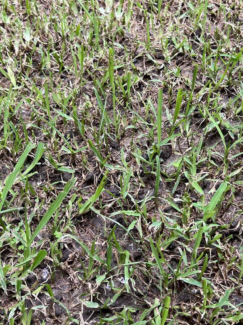Prevents Soil Compaction