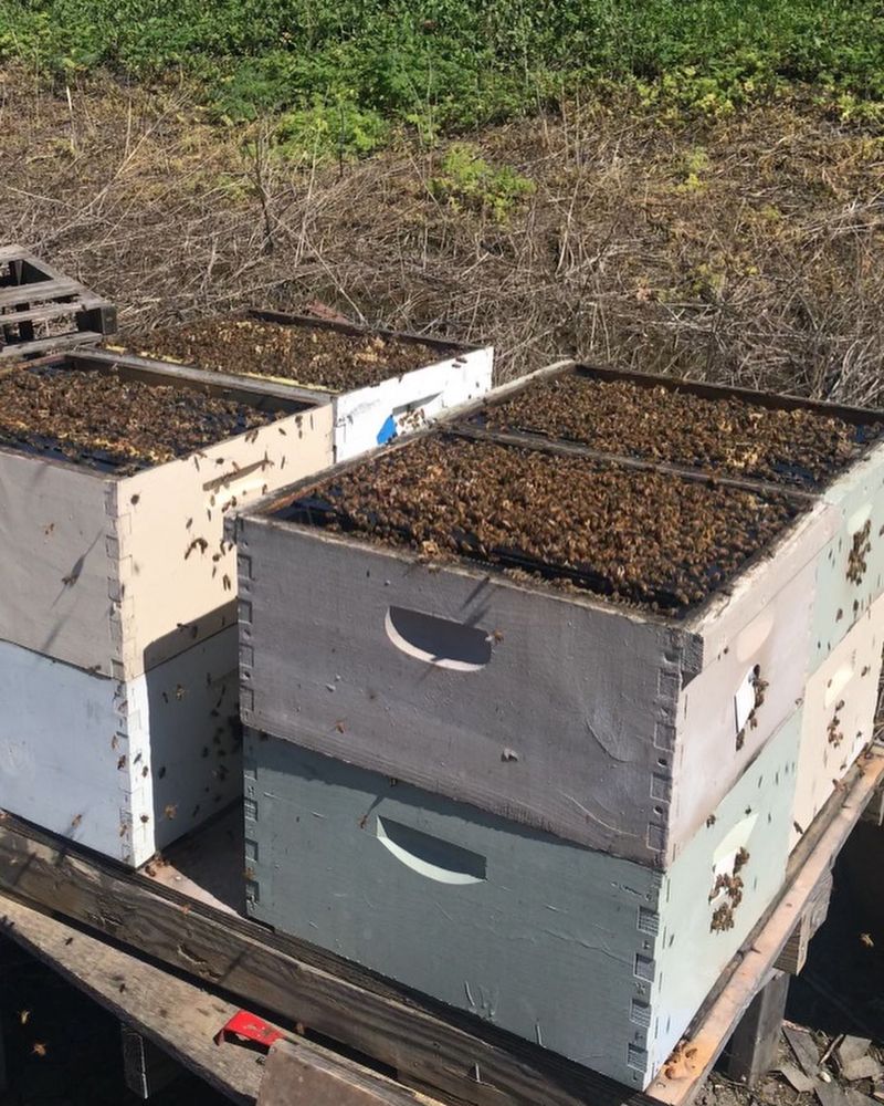 Commercial Beekeeping Stress