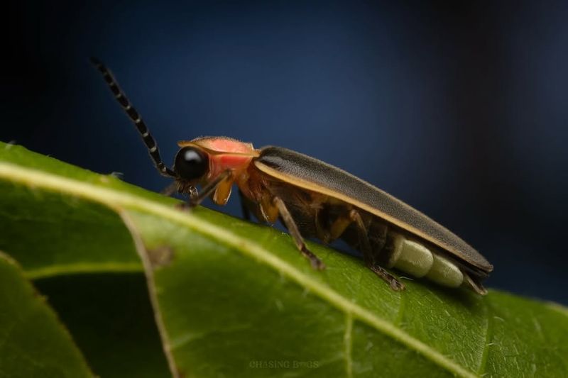 Pesticides And Lawn Chemicals Create Toxic Zones