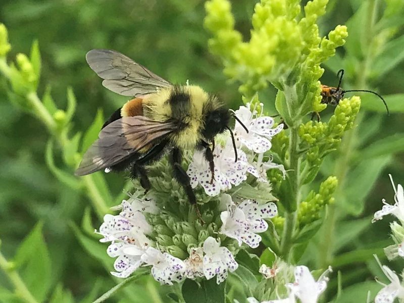 Reduced Genetic Diversity In Populations