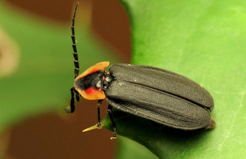 Chemical Pesticide Use Eliminates Fireflies