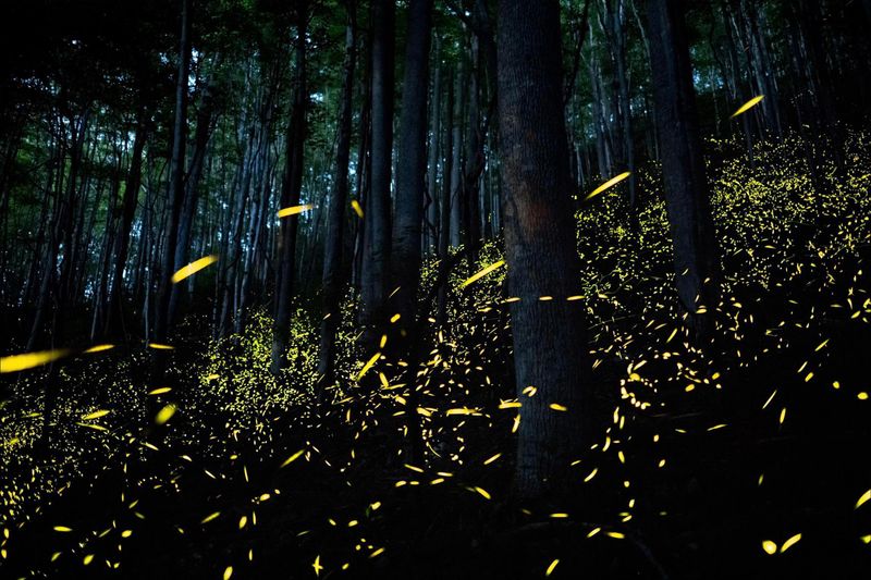 Pesticides And Chemicals Harm Firefly Larvae