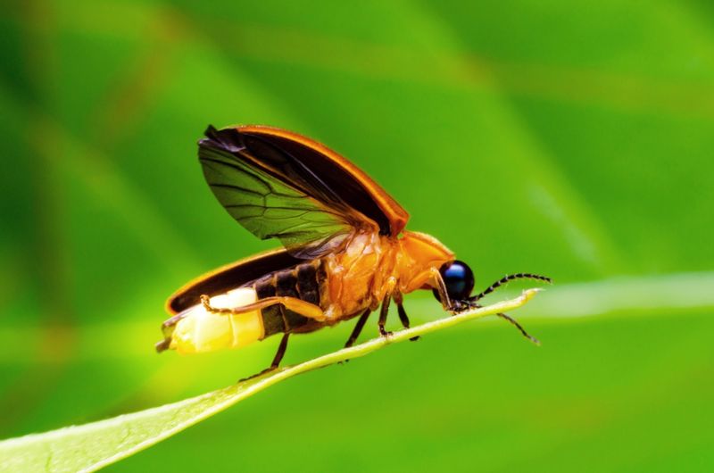 Pesticides Harm Firefly Larvae And Adults