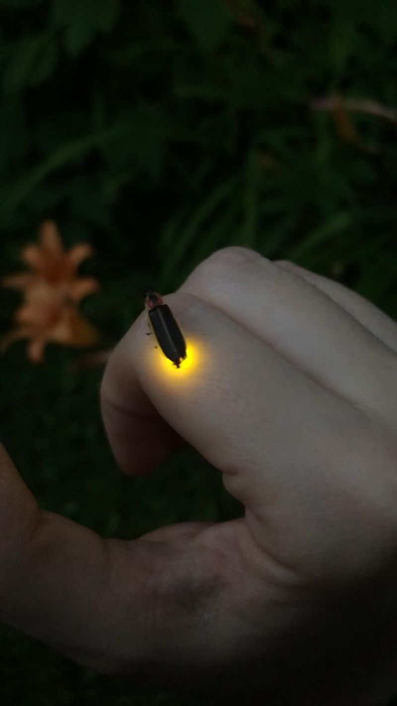 Pesticides and Chemicals Harm Firefly Populations