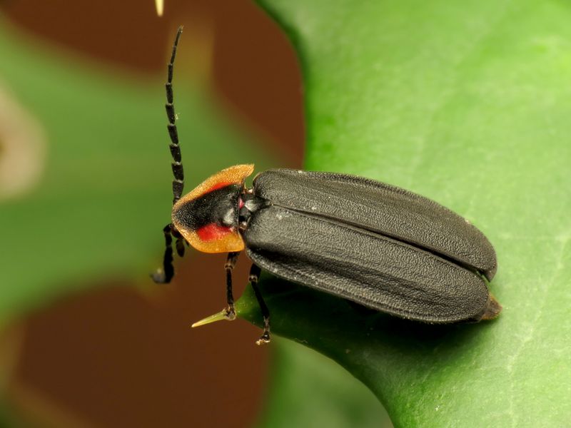 Habitat Loss From Urban Development
