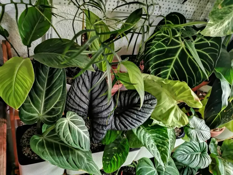 Root Systems Need Room To Breathe Too