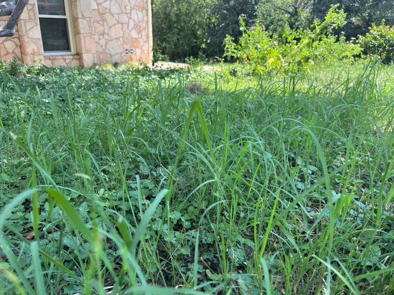 King Ranch Bluestem
