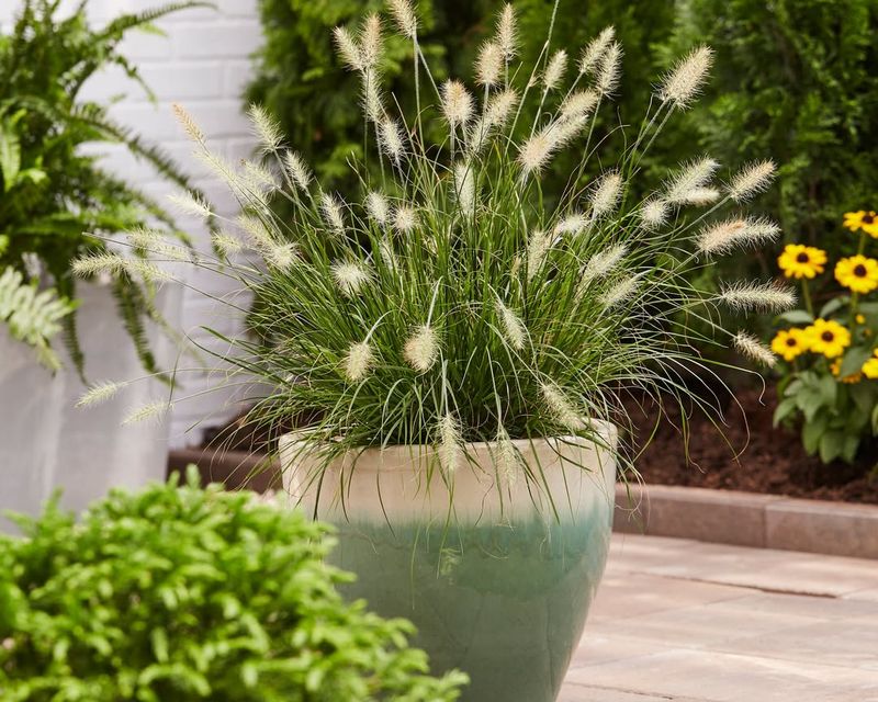 Ornamental Grasses