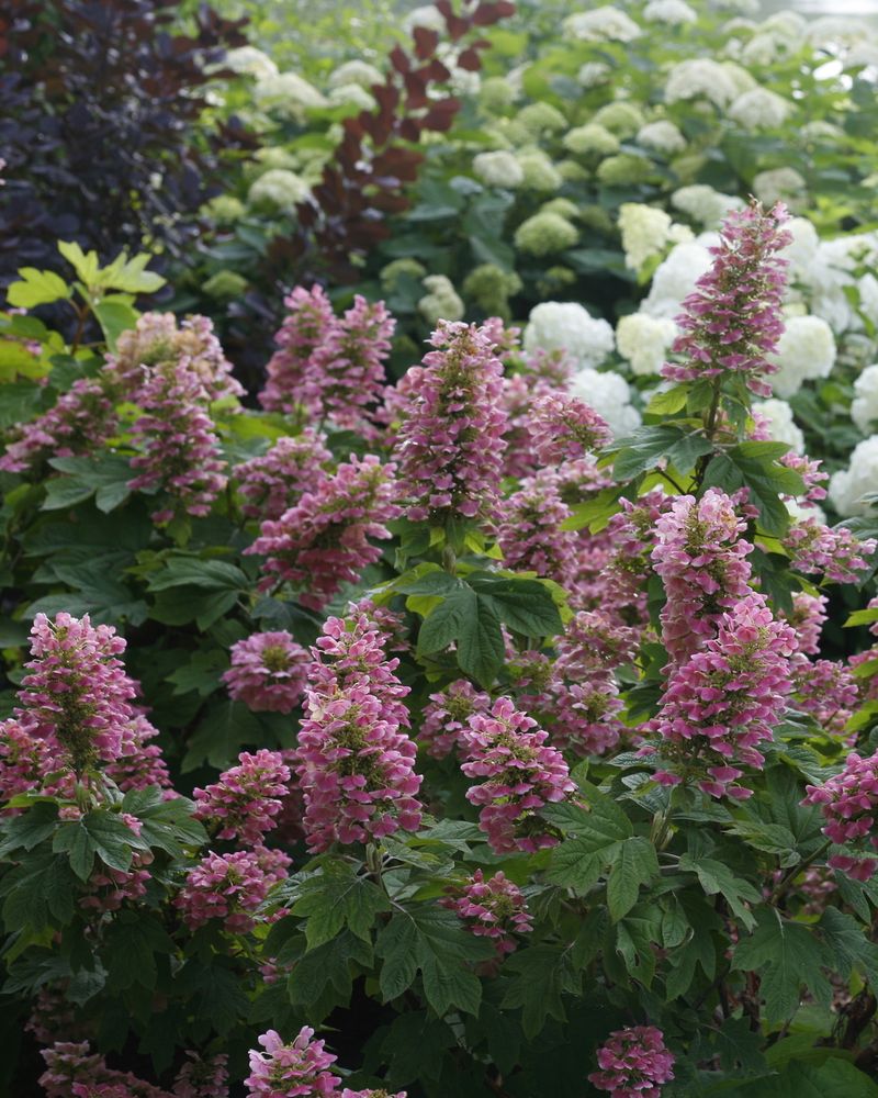 Oakleaf Hydrangea