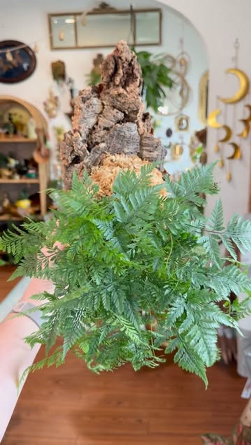 Rabbit's Foot Fern