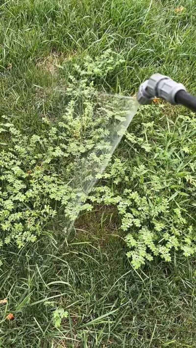 Weed Control Sprays That Actually Work In Indiana Clay Soil