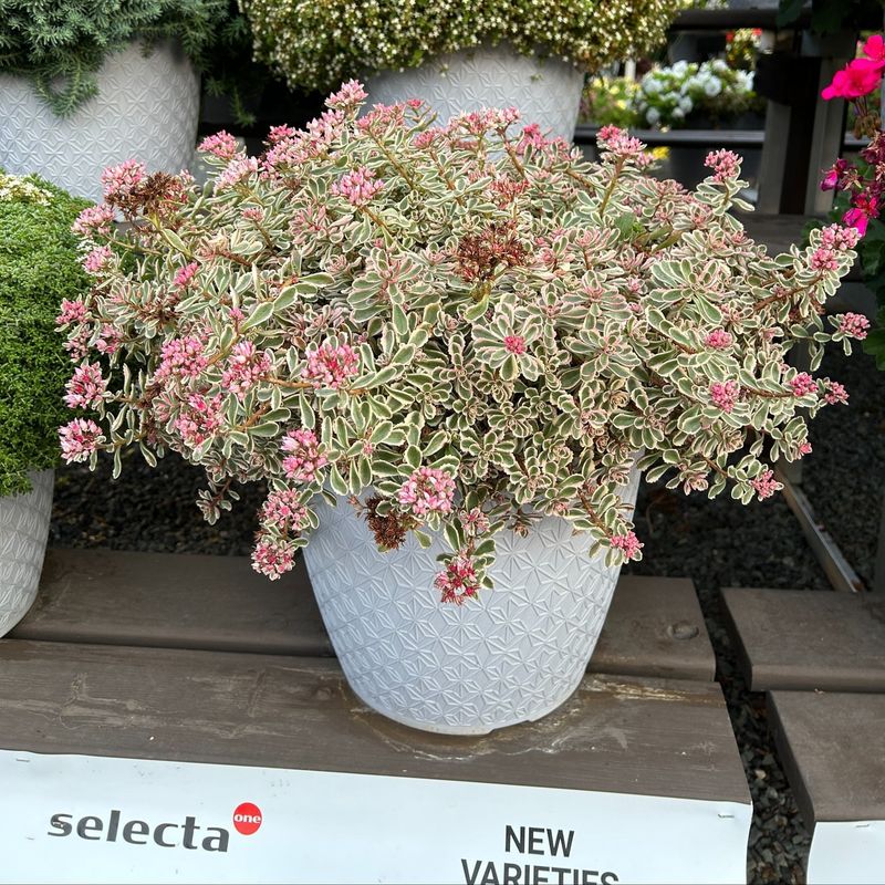 Sedum