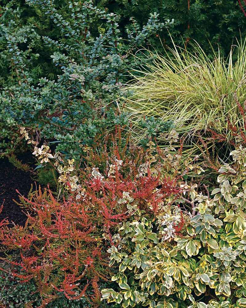 Wintercreeper (Euonymus fortunei)