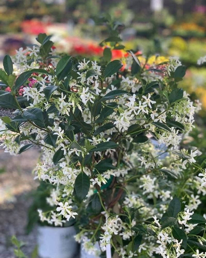 Confederate Jasmine