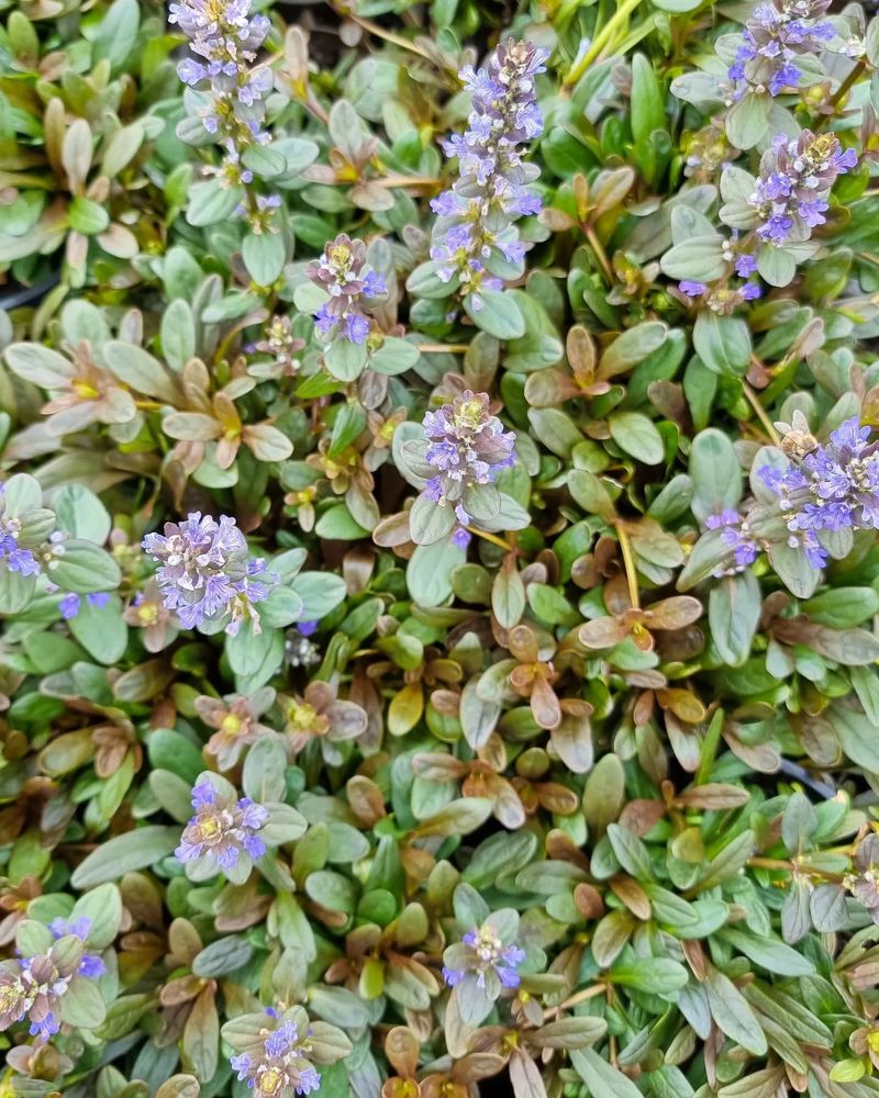 Ajuga 'Chocolate Chip'