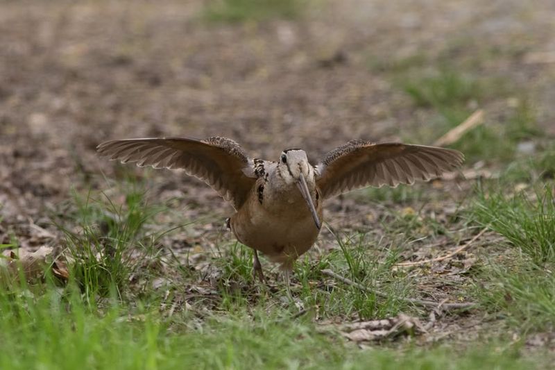 American Woodcock