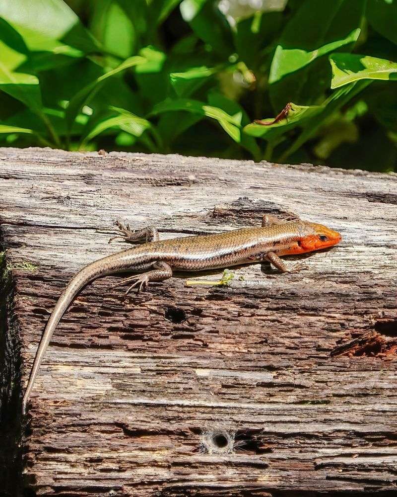Five-Lined Skink