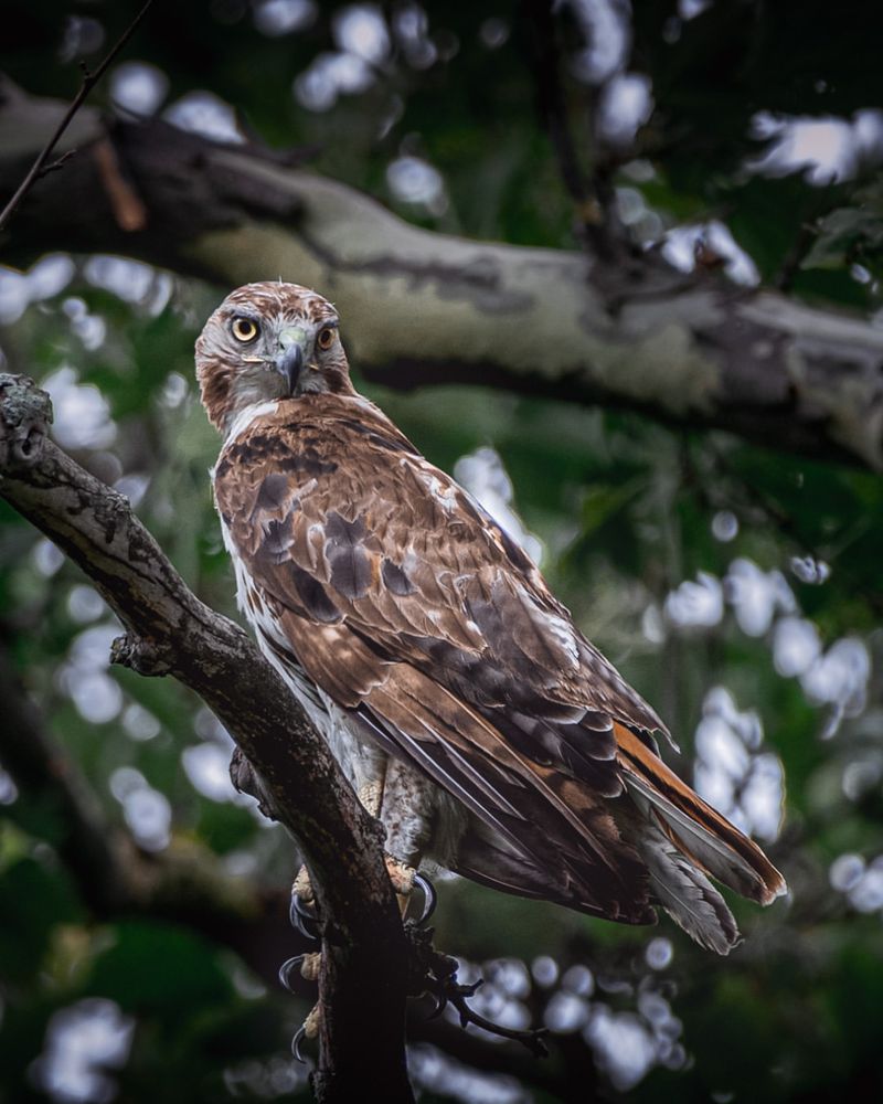 Red-tailed Hawk