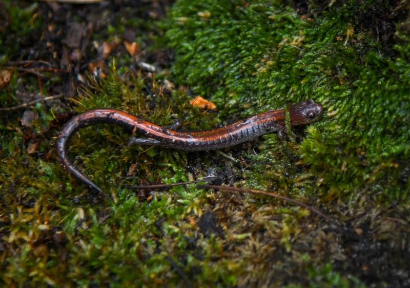 Eastern Red-Backed Salamander