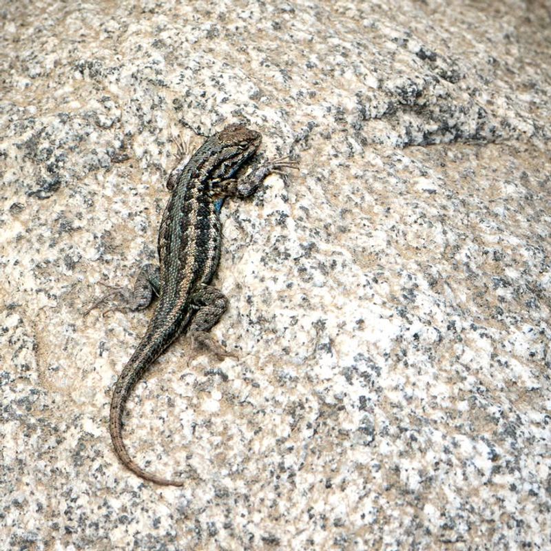Northern Fence Lizard
