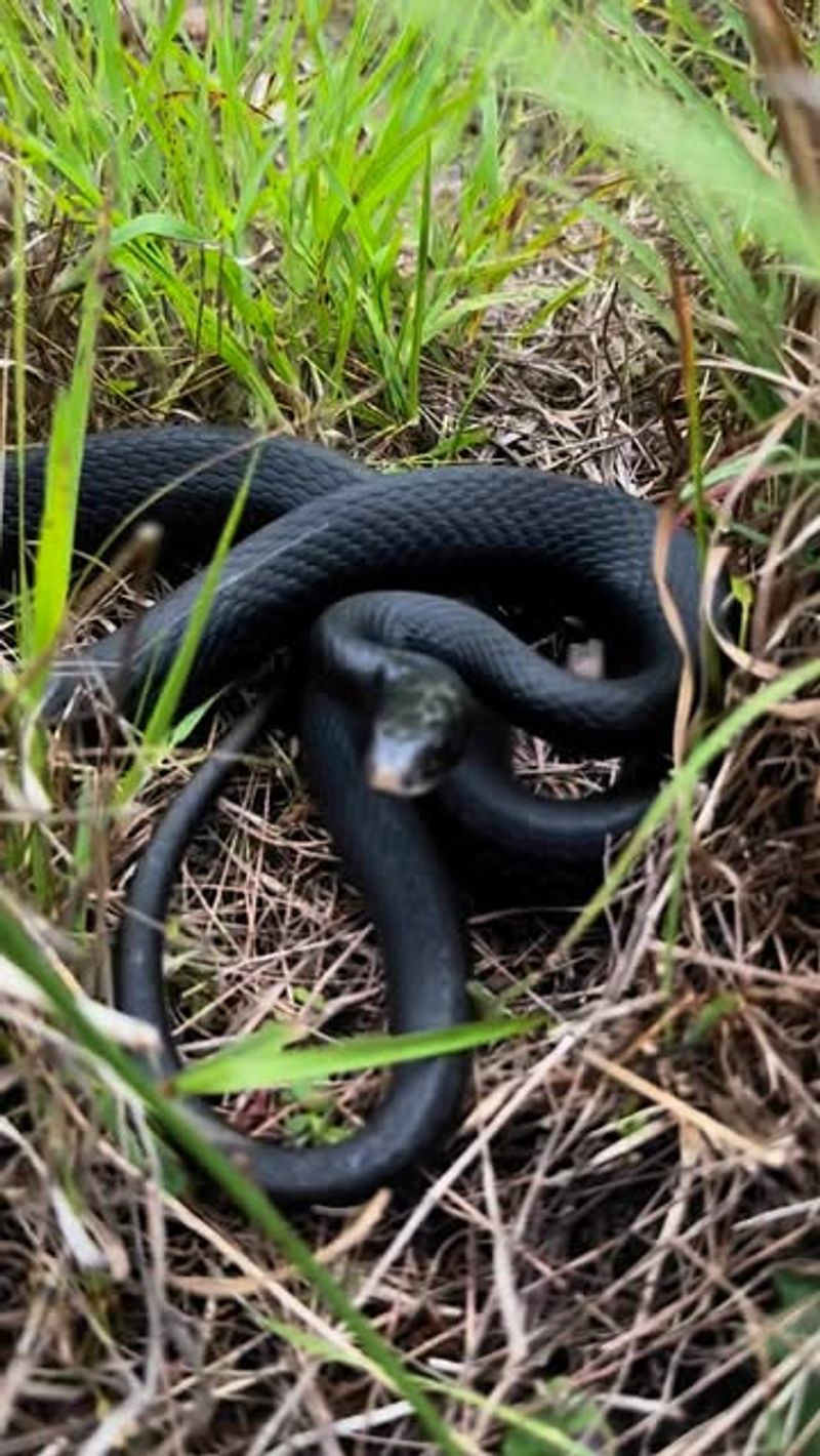 Racer Snake