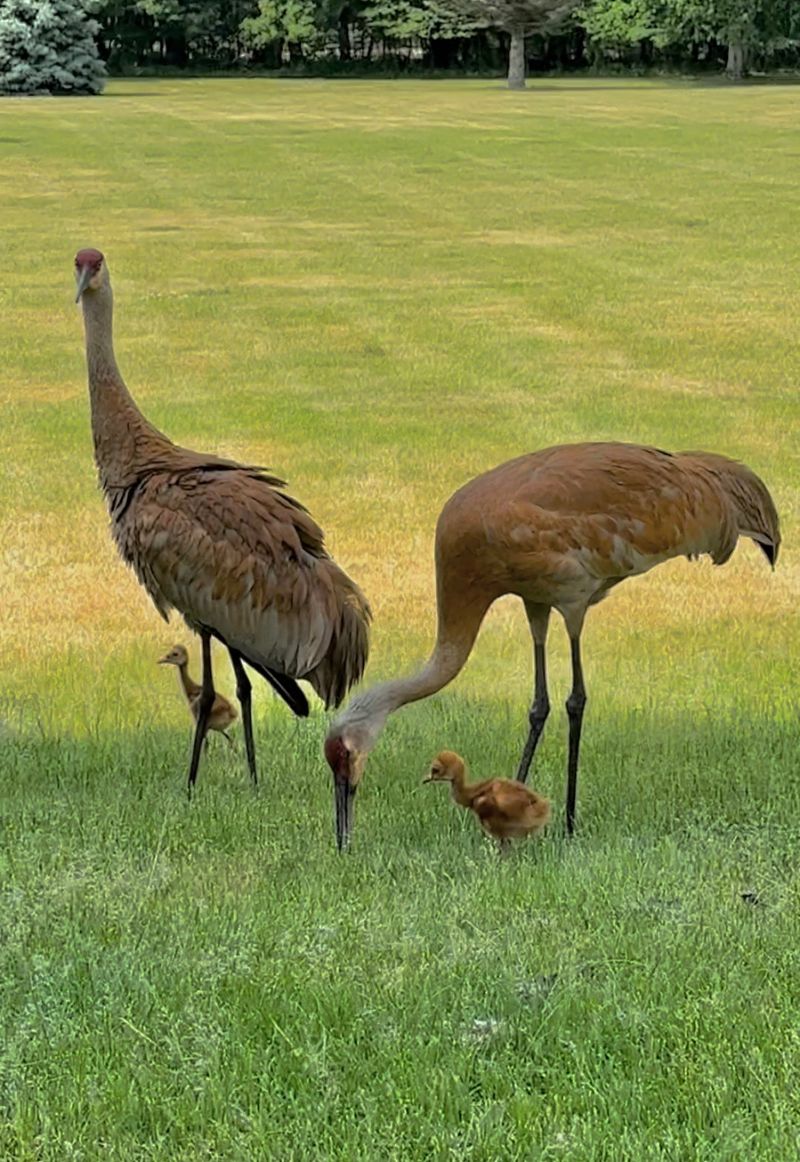 Sandhill Crane