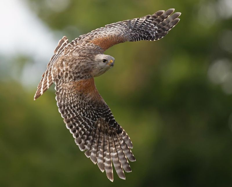 Red-Shouldered Hawk