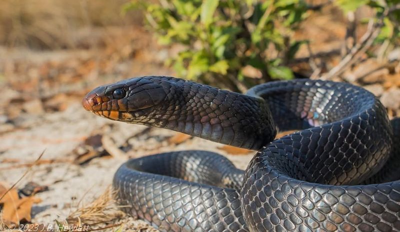 Eastern Indigo Snake