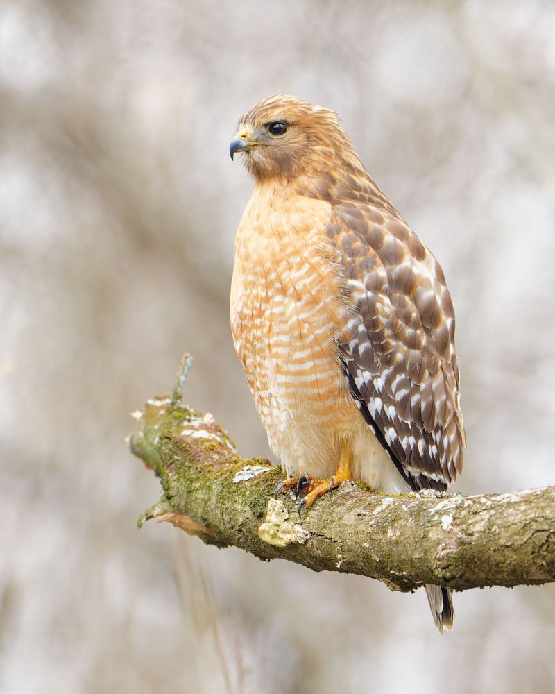 Red-Shouldered Hawk