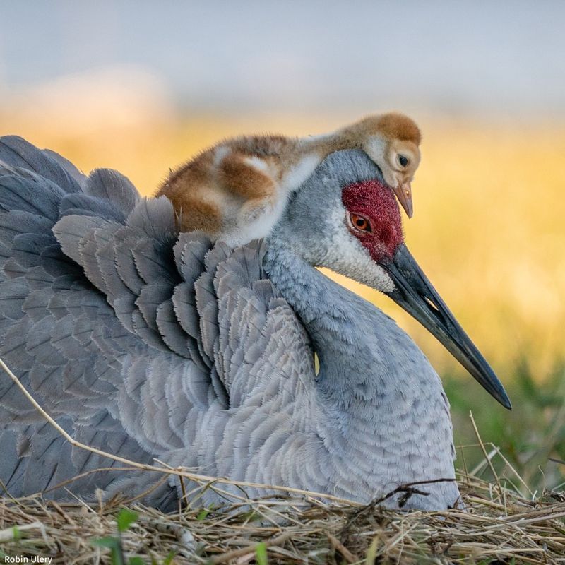 Sandhill Cranes