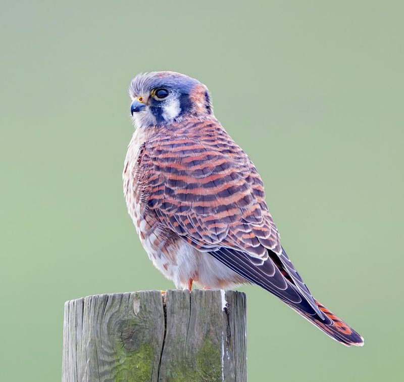 American Kestrels